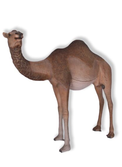 Female Dromedary Camel Statue