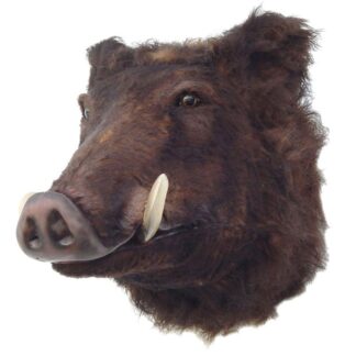 Wild Boar Head Wall Mount