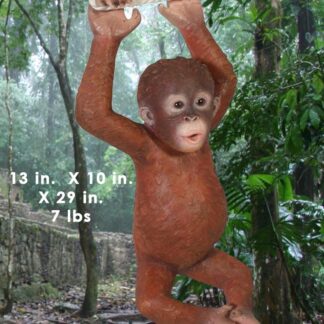 Hanging Baby Orangutan