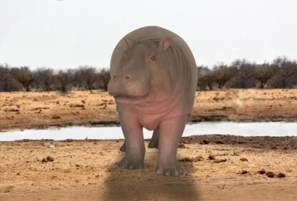 Life Size Baby Hippo Statue