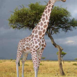 Smooth Giraffe Statue 12ft
