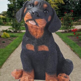 Rottweiler Pup
