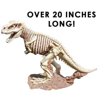 Tabletop Skeleton Tyrannosaurus Fossil Statue