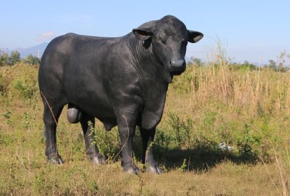 Black Angus Bull Statue
