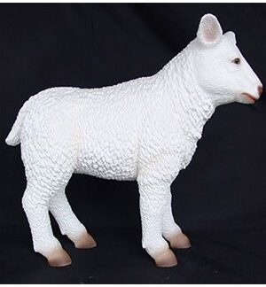 Small Baby Lamb