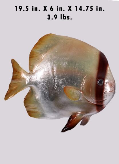 Batfish