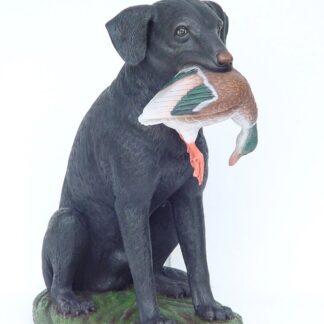 Black Labrador Hunting with Duck