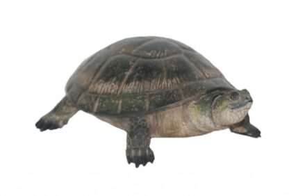 Blanding's Turtle Statue