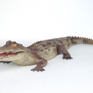Caiman Alligator Statue - 6.5 Ft Long