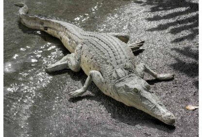 Crocodile Resting 4ft. Statue
