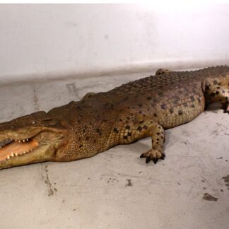 Crocodile 18 ft. Statue