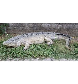 Crocodile Statues