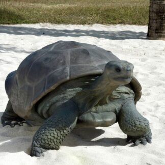 Galapagos Tortoise Statue