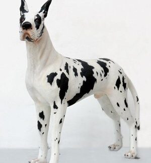 Great Dane Harlequin Dog
