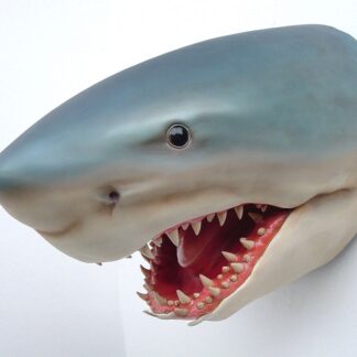 Great White Shark Head Wall Mount Display