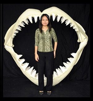 Great White Shark Jaws ( Large )