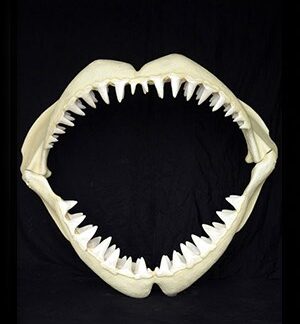 Great White Shark Jaws ( Medium )