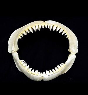 Great White Shark Jaws ( Small )