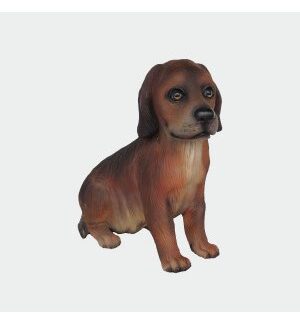 Irish Setter Dog Puppy