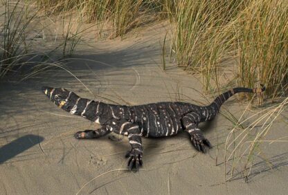Lace Monitor 4ft Statue