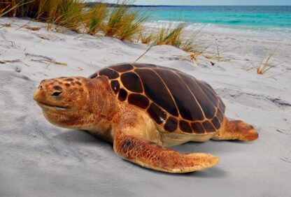 Loggerhead Turtle Statue
