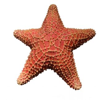 Orange Starfish Statue