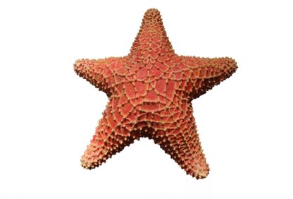 Orange Starfish Statue