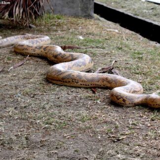 Python Replica Statue 8.5ft
