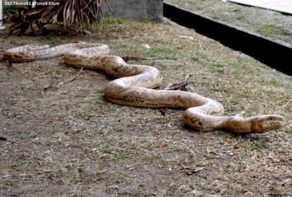 Python Replica Statue 8.5ft