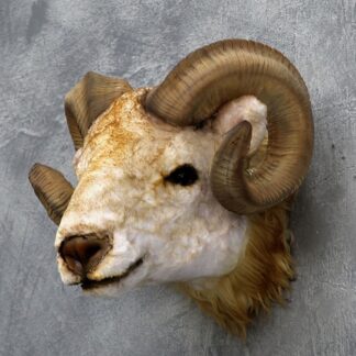Ram Head Wall Mount