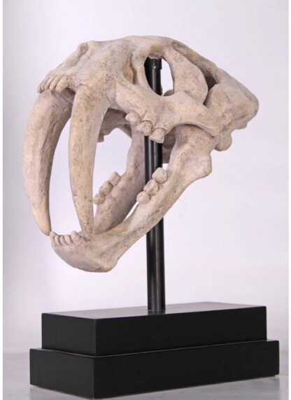 Saber Toothed Tiger Skull on Base