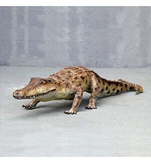 Salt Water Crocodile