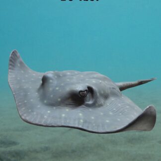 Sting Ray Statue