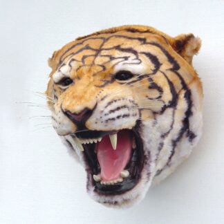 Tiger Head Wall Mount