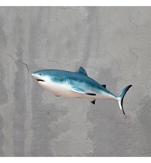Tiger Shark
